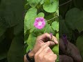 Tips for Growing Morning Glory Flowers 🌺