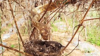 Massive Snake Attack on SUPER ACTIVE Baby birds | bulbul bird Nest | Black headed bulbul | Day 8