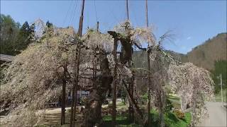 空撮ドローン　飛騨清見町大谷西光寺の枝垂れ桜