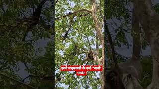 #shorts #shortsvideo #omprakashausar  इतने सारे मधुमक्खी के छत्ते।। Madhumakkhi ke Chhatte