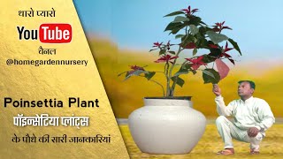 पॉइन्सेटिया#( यूफोरबिया पुल्चरिमा ) पॉइन्सेटिया#poinsettia plants#how to save poinsettia plants#2023