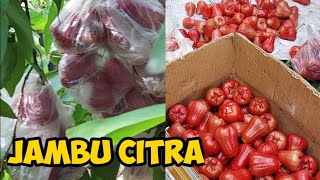 PANEN JAMBU CITRA♥️✅ MAK NYUS...‼️