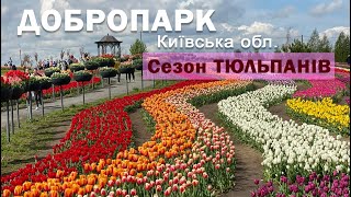 ДоброПарк Київська обл. Сезон тюльпанів