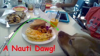 The Nauti Dawg Marina Café: Fun for the Pups!