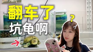 女龟友大型翻车现场，新家越换越小？