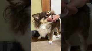 Angry Dog VS His Owner #Shorts