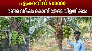 ഏക്കറിന് 500000,രണ്ടര വറ്ഷം കൊണ്ട് തേങ്ങ വിളയിക്കാം 🥥 Malaysian Kullan Theng