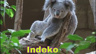 Koala: Indy-The Only