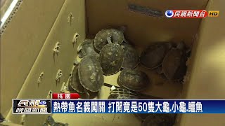 快遞熱帶魚？打開竟為保育動物價值逾500萬－民視新聞