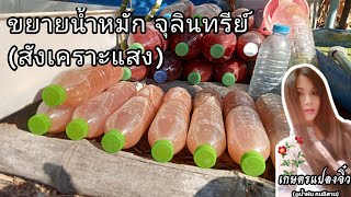 เกษตรแปลงจิ๋ว พาทำหัวเชื้อจุลินทรีย์สังเคราะห์แสงแบบง่ายๆ