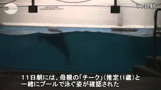 イルカ赤ちゃんラッシュ 名古屋と鹿児島の水族館