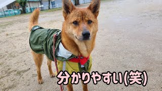 どんより雨の散歩中、お友達に出会って一変！【赤一枚の甲斐犬】