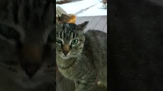 Cat sound to attract cats. realistic multiple meows/kitten - funny cats