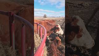 hanging with the cows on a beautiful day