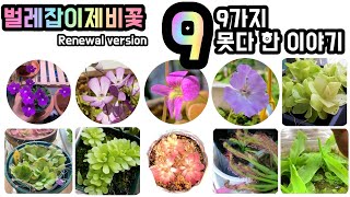 (식충식물#07)_🌷벌레잡이제비꽃, 당신이 몰랐던 9가지 사실_Renewal_에셀리아나🌱insectivorous plants,butterwort, Pinguicula