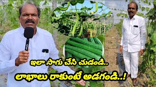 ముప్పై ఏళ్ల అనుభవంతో చెబుతున్నా.. ఇలా సాగు చేసి చూడండి.. బీర సాగులో లాభాలు దండిగా అందుకోవచ్చు..!