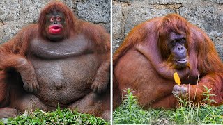 10 Fattest Animals In The World