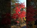 明治村の紅葉2020