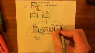 Vancomycin Resistant Enterococcus Part 2