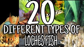 Types of Loach Fish