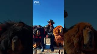 Tibetan girl and Tibetan mastiff 藏族姑娘和藏獒#dog #animals #short #tibetandog #小狗 #藏獒 #mastiff