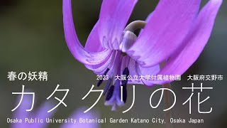 春の妖精に会いに森へ　カタクリの花　2023　大阪公立大学付属植物園 Osaka Public University Botanical Garden Katano City, Osaka Japan