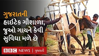 Bhavnagar માં આવેલી આ ગૌશાળામાં છે હાઈટેક વ્યવસ્થા, હવાડામાં પાણી આવે છે ઑટોમેટિક.