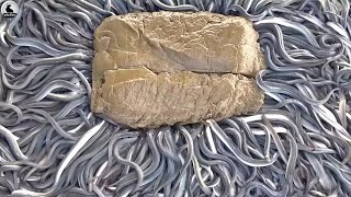 Granja de anguilas - Cómo se crían millones de anguilas para obtener carne