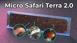 Micro Safari Terra 2.0 is Here