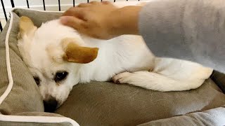 深夜徘徊していた保護犬の寝姿がすごい、保護4日目。