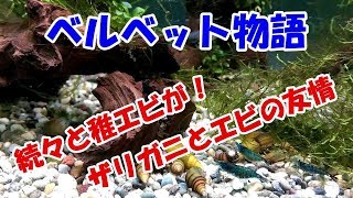 【割と貴重映像】引っ越し先で続々と稚エビ誕生～ザリガニとミナミヌマエビの奇妙な関係～