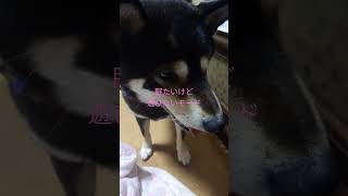 眠い時の駄々ごね柴犬