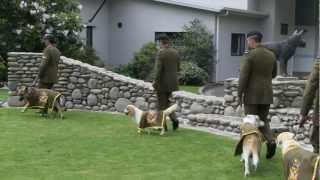 Latest Recruits: Explosive Detecting Dogs