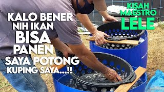 Dari Ikan UKURAN 7-8 Cm, 3 Minggu PANEN, Tehnologi JEPANG, LUAR BINASA...!!