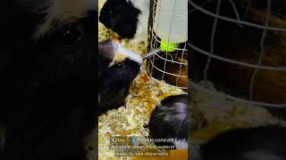 StartYourGuineaPigFarm