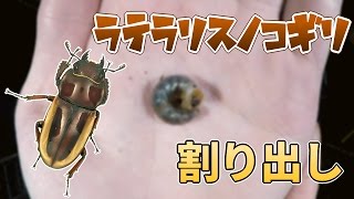 【採れた！？】ラテラリスノコギリクワガタ スラウェシ亜種の割り出し Prosopocoilus lateralis lorquini 【Part2：割り出し編】