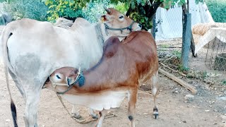 ఆవు దూడ అమ్మబడును-cow for sale-cow videos