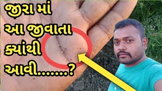 જીરા માં આ જીવાત અચાનક જ જોવા મળી | મોલો મસી | થ્રીપ્સ