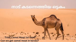 🐪അപാര രുചിയിൽ ഒരു ഒട്ടക കറി /CamelMeat in Kerala/CamelMeat Cooking🤩/CamelRoast