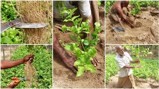 மல்லிகை பூச்செடி எப்படி நடவு செய்வது சரியான முறையில்[How to a jasmine flower plant in the right way