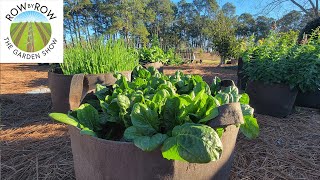 What Vegetables To Grow In Containers