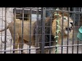 2023.10.18 お食事タイム後のラージャー君 野毛山動物園 インドライオン ラージャー