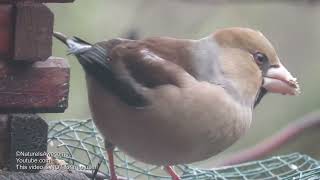 Kernbeißer (Weibchen) an unserem Vogelhaus - Hawfinch (Coccothraustes coccothraustes)