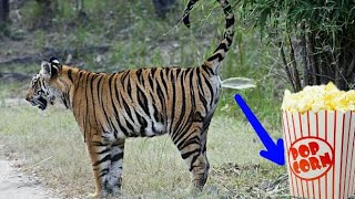 Tiger's urine smells like popcorn!! Funny facts about tiger|Tiger|Pet & Animal |
