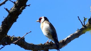 Stehlík obecný (Carduelis carduelis),Stieglitz,European goldfinch 4K