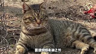 “猫中丧彪”的狸花猫究竟有多豪横，不光打最凶的架关键还骂的脏