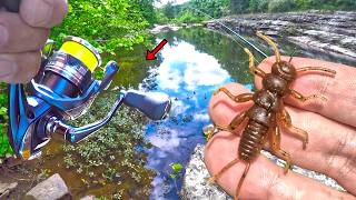 This Topwater Bug Is A Fish Magnet! Super Fun Way To Catch Loads Of Creek Fish!