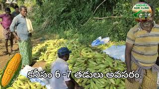 తీపి మొక్కజొన్న సాగు స్వీట్ కార్న్ పంట||sweet corn cultivation telugu naiduvalasa village