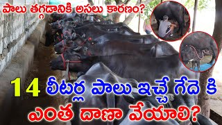 14 లీటర్ల పాలు ఇచ్చే గేదెకి ఎంత మేత వేయాలి? పాలు తగ్గడానికి అసలు కారణం?Telugu Raithanna | Haryana