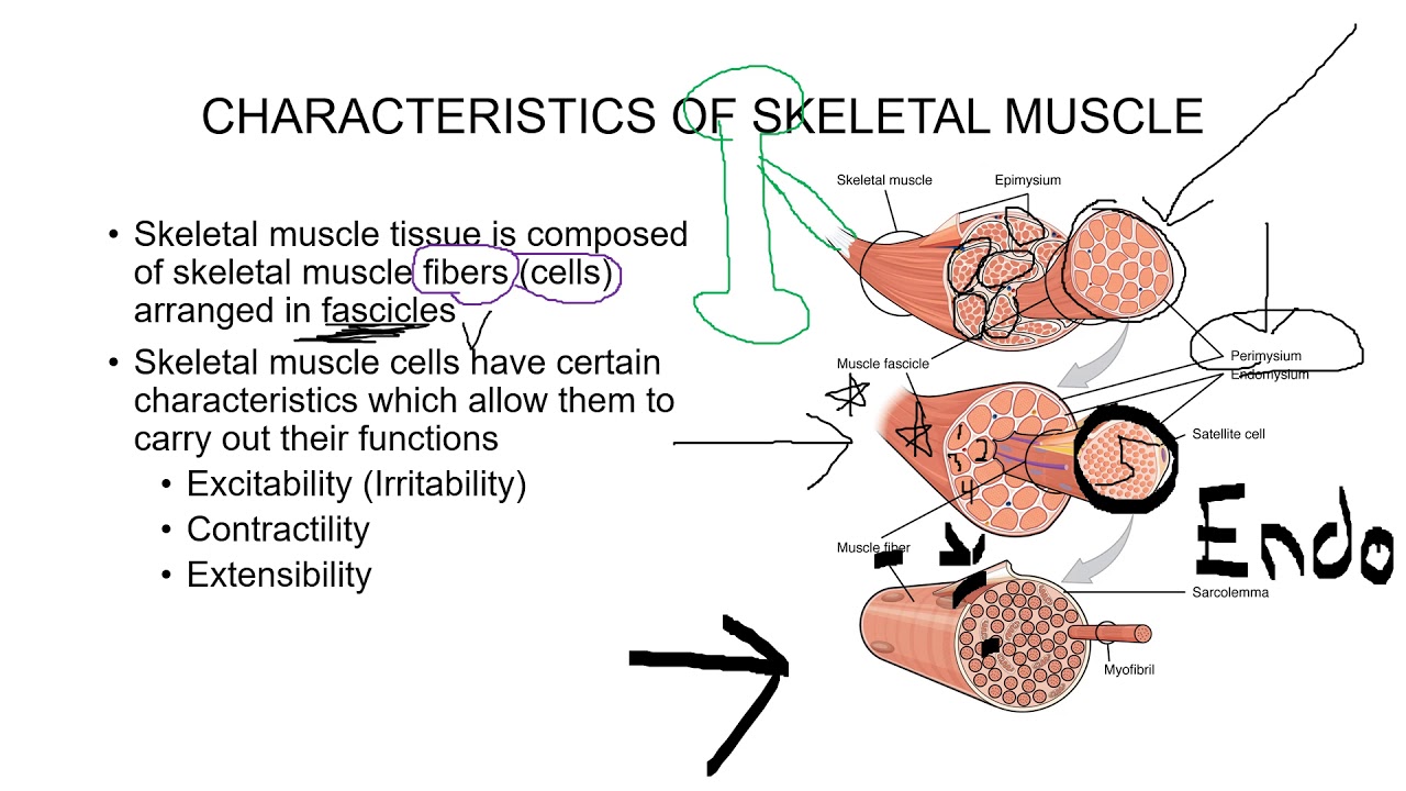 Chapter 10: Muscle Physiology - YouTube